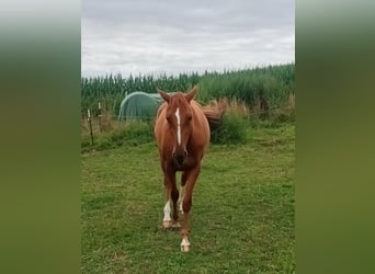 Niemiecki koń wierzchowy, Klacz, 3 lat, 161 cm, Kasztanowata