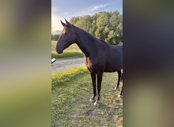 Niemiecki koń wierzchowy, Klacz, 3 lat, 164 cm, Kara