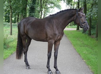 Niemiecki koń wierzchowy, Klacz, 3 lat, 164 cm, Skarogniada