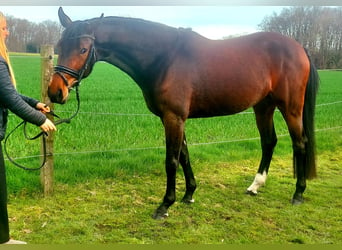 Niemiecki koń wierzchowy, Klacz, 3 lat, 165 cm, Gniada