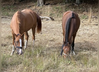 Niemiecki koń wierzchowy, Klacz, 3 lat, 165 cm, Kasztanowata