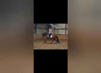 Niemiecki koń wierzchowy, Klacz, 3 lat, Gniada