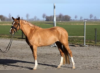 Niemiecki koń wierzchowy Mix, Klacz, 4 lat, 146 cm, Kasztanowata