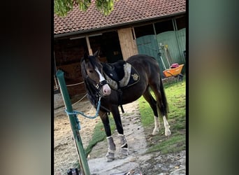 Niemiecki koń wierzchowy, Klacz, 4 lat, 153 cm, Gniada