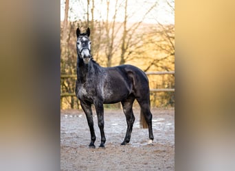 Niemiecki koń wierzchowy, Klacz, 4 lat, 160 cm, Siwa