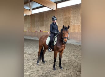 Niemiecki koń wierzchowy, Klacz, 4 lat, 164 cm, Jasnogniada
