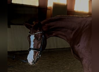 Niemiecki koń wierzchowy, Klacz, 4 lat, 165 cm, Kasztanowata