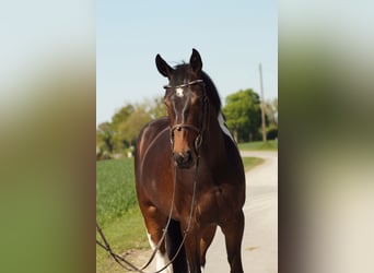 Niemiecki koń wierzchowy, Klacz, 4 lat, 165 cm, Srokata