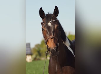 Niemiecki koń wierzchowy, Klacz, 4 lat, 165 cm, Srokata