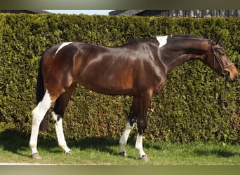Niemiecki koń wierzchowy, Klacz, 4 lat, 165 cm, Srokata