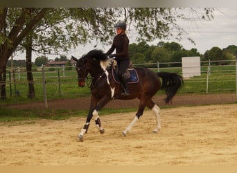 Niemiecki koń wierzchowy, Klacz, 4 lat, 165 cm, Srokata