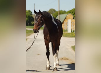 Niemiecki koń wierzchowy, Klacz, 4 lat, 165 cm, Srokata