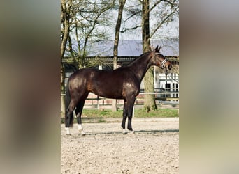 Niemiecki koń wierzchowy, Klacz, 4 lat, 166 cm, Gniada