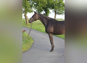 Niemiecki koń wierzchowy, Klacz, 4 lat, 167 cm, Ciemnogniada