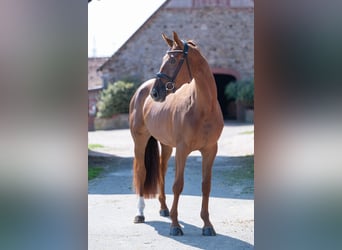 Niemiecki koń wierzchowy, Klacz, 4 lat, 169 cm, Ciemnokasztanowata