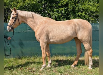 Niemiecki koń wierzchowy, Klacz, 4 lat, 169 cm, Izabelowata