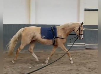 Niemiecki koń wierzchowy, Klacz, 4 lat, 169 cm, Izabelowata