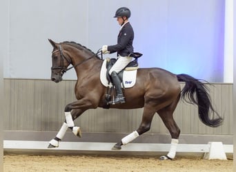 Niemiecki koń wierzchowy, Klacz, 4 lat, 174 cm, Kara