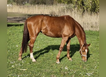 Niemiecki koń wierzchowy, Klacz, 4 lat, 177 cm, Kasztanowata