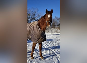 Niemiecki koń wierzchowy, Klacz, 4 lat, 177 cm, Kasztanowata