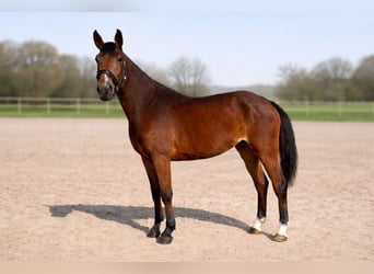 Niemiecki koń wierzchowy, Klacz, 5 lat, 164 cm, Gniada