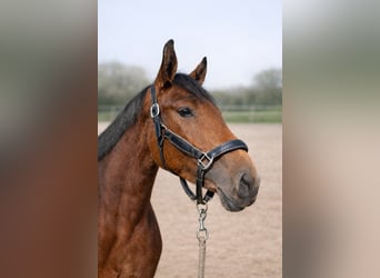 Niemiecki koń wierzchowy, Klacz, 5 lat, 164 cm, Gniada