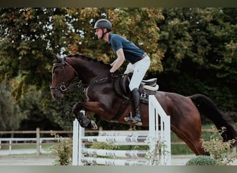 Niemiecki koń wierzchowy, Klacz, 5 lat, 165 cm, Gniada