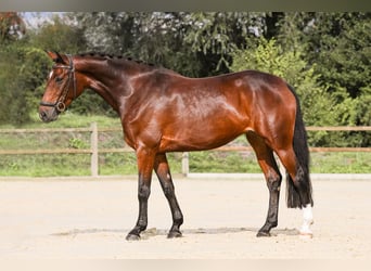 Niemiecki koń wierzchowy, Klacz, 5 lat, 165 cm, Gniada