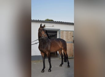 Niemiecki koń wierzchowy, Klacz, 5 lat, 165 cm, Skarogniada
