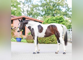 Niemiecki koń wierzchowy, Klacz, 5 lat, 165 cm, Srokata