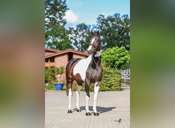 Niemiecki koń wierzchowy, Klacz, 5 lat, 165 cm, Srokata