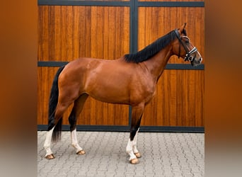 Niemiecki koń wierzchowy, Klacz, 5 lat, 167 cm, Gniada