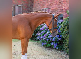 Niemiecki koń wierzchowy, Klacz, 5 lat, 167 cm, Kasztanowata