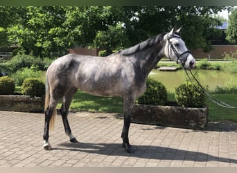 Niemiecki koń wierzchowy, Klacz, 5 lat, 167 cm, Siwa