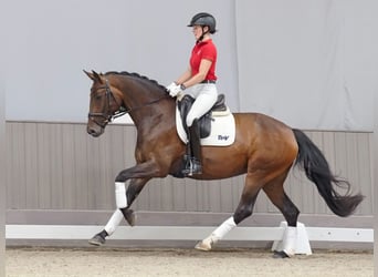 Niemiecki koń wierzchowy, Klacz, 5 lat, 168 cm, Ciemnogniada