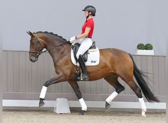 Niemiecki koń wierzchowy, Klacz, 5 lat, 168 cm, Ciemnogniada