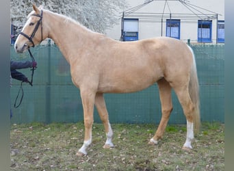 Niemiecki koń wierzchowy, Klacz, 5 lat, 168 cm, Izabelowata