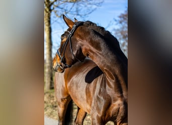 Niemiecki koń wierzchowy, Klacz, 5 lat, 170 cm, Ciemnogniada