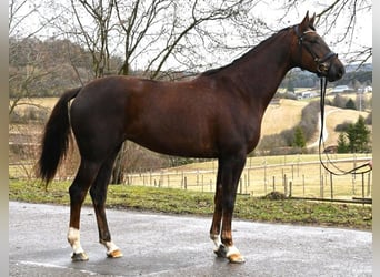 Niemiecki koń wierzchowy, Klacz, 5 lat, 170 cm, Ciemnokasztanowata