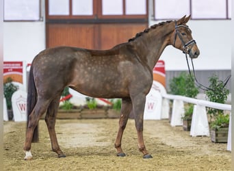 Niemiecki koń wierzchowy, Klacz, 5 lat, Kasztanowata