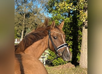 Niemiecki koń wierzchowy, Klacz, 6 lat, 147 cm, Kasztanowata