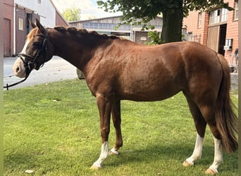 Niemiecki koń wierzchowy, Klacz, 6 lat, 150 cm, Ciemnokasztanowata