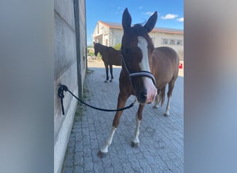 Niemiecki koń wierzchowy, Klacz, 6 lat, 155 cm, Kasztanowata