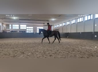 Niemiecki koń wierzchowy, Klacz, 6 lat, 157 cm, Kasztanowata