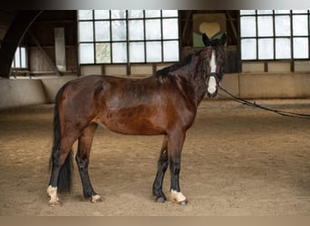 Niemiecki koń wierzchowy, Klacz, 6 lat, 158 cm, Gniada