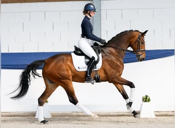 Niemiecki koń wierzchowy, Klacz, 6 lat, 162 cm, Gniada