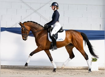 Niemiecki koń wierzchowy, Klacz, 6 lat, 162 cm, Gniada