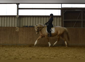 Niemiecki koń wierzchowy, Klacz, 6 lat, 163 cm, Izabelowata