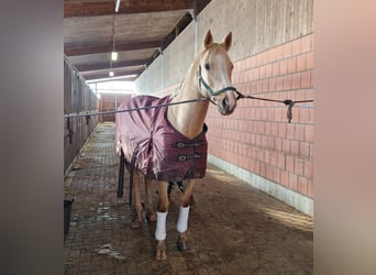 Niemiecki koń wierzchowy, Klacz, 6 lat, 163 cm, Izabelowata