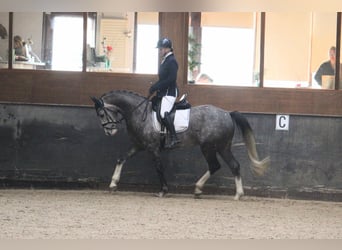 Niemiecki koń wierzchowy, Klacz, 6 lat, 163 cm, Stalowosiwy